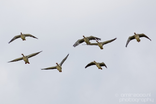 Gans_goose_nature_Landscape_Photography_039_Canon_EOS_5D_Mark_IV.JPG