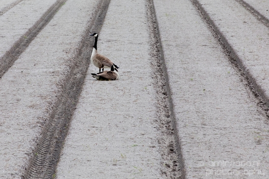 Gans_goose_nature_Landscape_Photography_044_Canon_EOS_5D_Mark_IV.JPG