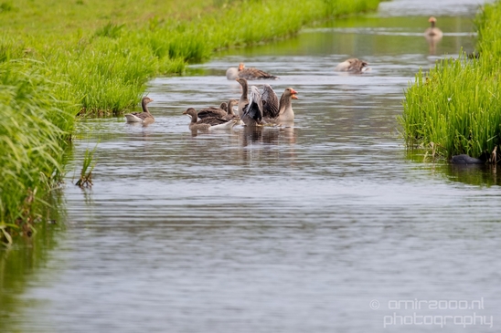 Gans_goose_nature_Landscape_Photography_046_Canon_EOS_5D_Mark_IV.JPG