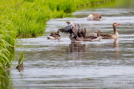 Gans_goose_nature_Landscape_Photography_048_Canon_EOS_5D_Mark_IV.JPG