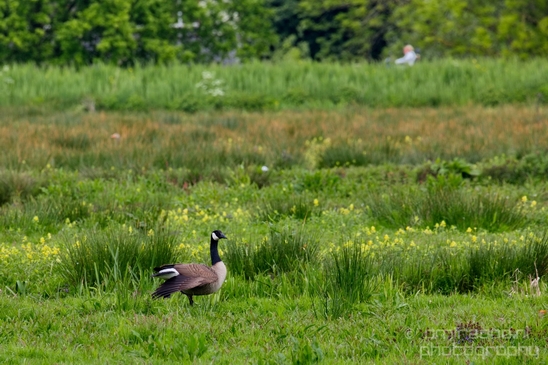 Gans_goose_nature_Landscape_Photography_049_Canon_EOS_5D_Mark_IV.JPG