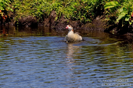Gans_goose_nature_Landscape_Photography_052_Canon_EOS_5D_Mark_IV.JPG