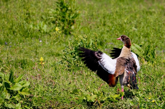 Gans_goose_nature_Landscape_Photography_053_Canon_EOS_5D_Mark_IV.JPG