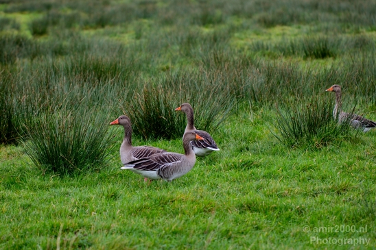 Gans_goose_nature_Photography_Landscape_001_Canon_EOS_5D_Mark_IV.JPG