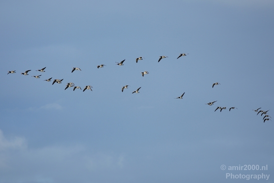 Gans_goose_nature_winter_north_holland_Landscape_Photography_002_Canon_EOS_5D_Mark_IV.JPG