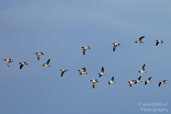 Gans_goose_nature_winter_north_holland_Landscape_Photography_003_Canon_EOS_5D_Mark_IV.JPG