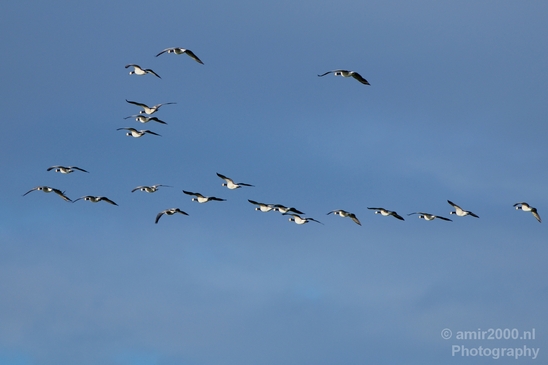 Gans_goose_nature_winter_north_holland_Landscape_Photography_004_Canon_EOS_5D_Mark_IV.JPG