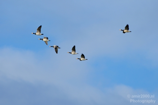 Gans_goose_nature_winter_north_holland_Landscape_Photography_005_Canon_EOS_5D_Mark_IV.JPG