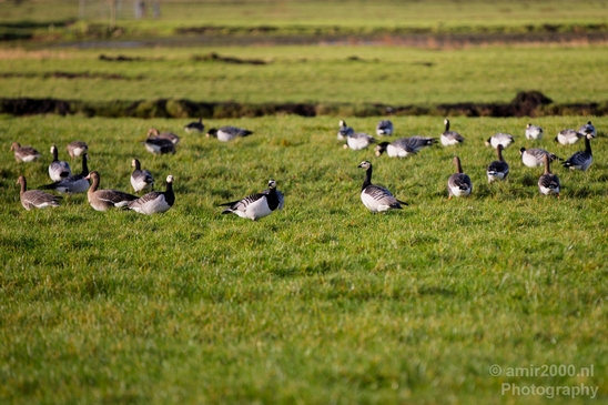Gans_goose_nature_winter_north_holland_Landscape_Photography_007_Canon_EOS_5D_Mark_IV.JPG