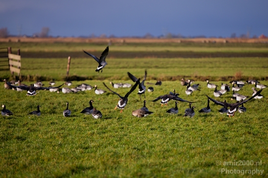 Gans_goose_nature_winter_north_holland_Landscape_Photography_008_Canon_EOS_5D_Mark_IV.JPG