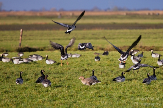Gans_goose_nature_winter_north_holland_Landscape_Photography_009_Canon_EOS_5D_Mark_IV.JPG