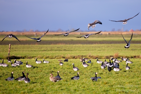 Gans_goose_nature_winter_north_holland_Landscape_Photography_010_Canon_EOS_5D_Mark_IV.JPG