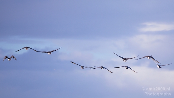 Gans_goose_nature_winter_north_holland_Landscape_Photography_011_Canon_EOS_5D_Mark_IV.JPG