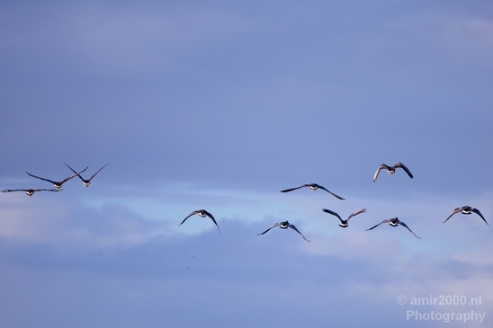 Gans_goose_nature_winter_north_holland_Landscape_Photography_012_Canon_EOS_5D_Mark_IV.JPG