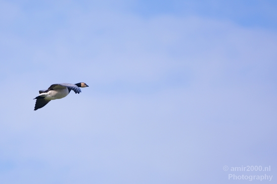 Gans_goose_nature_winter_north_holland_Landscape_Photography_013_Canon_EOS_5D_Mark_IV.JPG