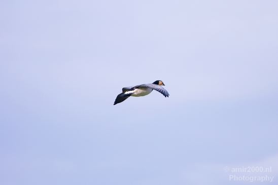 Gans_goose_nature_winter_north_holland_Landscape_Photography_014_Canon_EOS_5D_Mark_IV.JPG