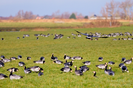 Gans_goose_nature_winter_north_holland_Landscape_Photography_015_Canon_EOS_5D_Mark_IV.JPG