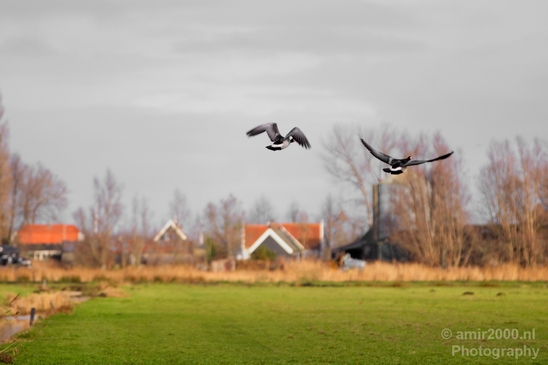 Gans_goose_nature_winter_north_holland_Landscape_Photography_016_Canon_EOS_5D_Mark_IV.JPG