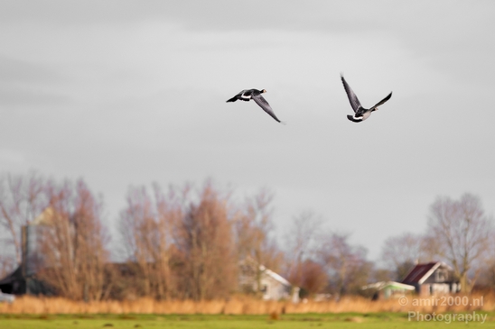 Gans_goose_nature_winter_north_holland_Landscape_Photography_017_Canon_EOS_5D_Mark_IV.JPG