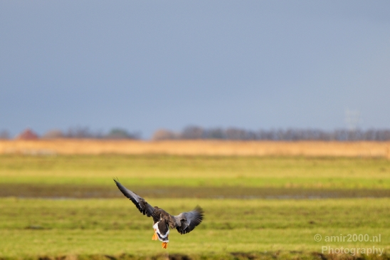 Gans_goose_nature_winter_north_holland_Landscape_Photography_019_Canon_EOS_5D_Mark_IV.JPG