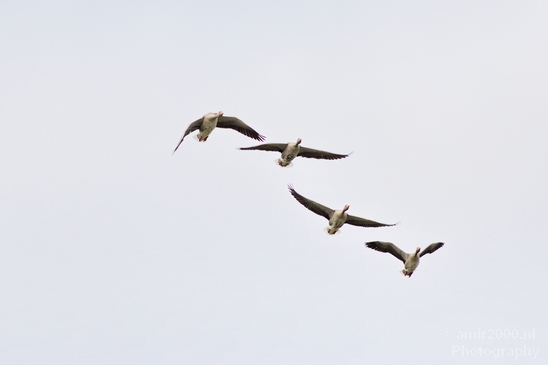 Gans_goose_nature_winter_north_holland_Landscape_Photography_020_Canon_EOS_5D_Mark_IV.JPG