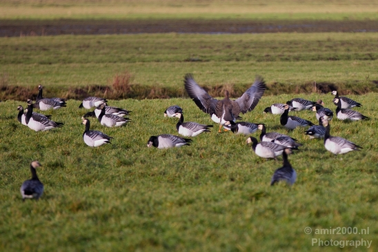Gans_goose_nature_winter_north_holland_Landscape_Photography_021_Canon_EOS_5D_Mark_IV.JPG
