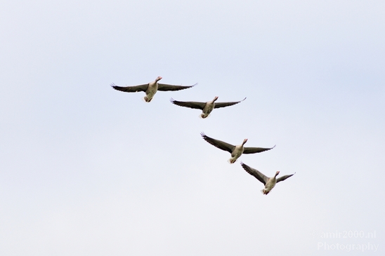 Gans_goose_nature_winter_north_holland_Landscape_Photography_022_Canon_EOS_5D_Mark_IV.JPG