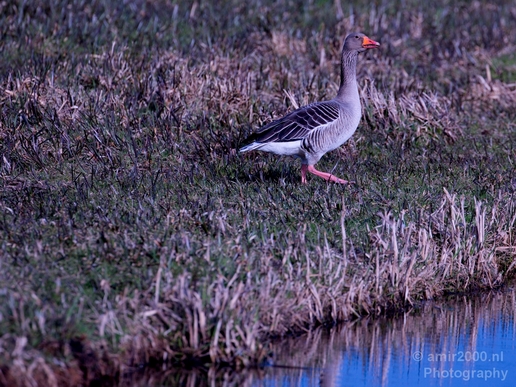 Gans_goose_nature_winter_north_holland_Landscape_Photography_023_Canon_EOS_5D_Mark_IV.JPG