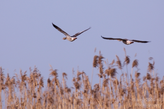 Gans_goose_nature_winter_north_holland_Landscape_Photography_024_Canon_EOS_5D_Mark_IV.JPG