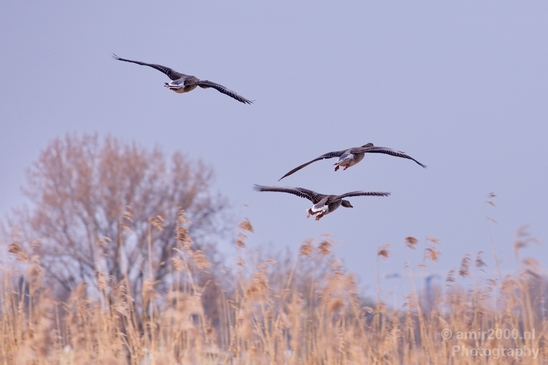 Gans_goose_nature_winter_north_holland_Landscape_Photography_025_Canon_EOS_5D_Mark_IV.JPG