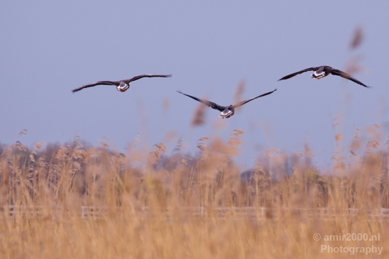 Gans_goose_nature_winter_north_holland_Landscape_Photography_026_Canon_EOS_5D_Mark_IV.JPG