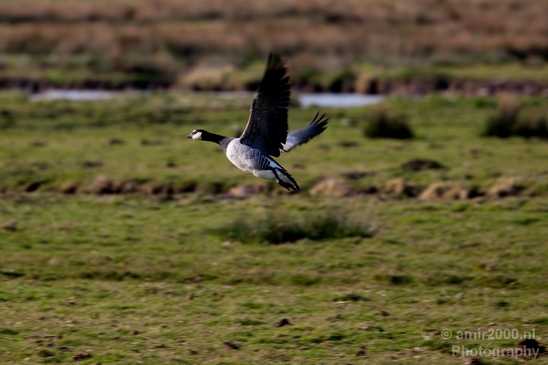 Gans_goose_nature_winter_north_holland_Landscape_Photography_027_Canon_EOS_5D_Mark_IV.JPG