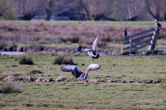 Gans_goose_nature_winter_north_holland_Landscape_Photography_028_Canon_EOS_5D_Mark_IV.JPG