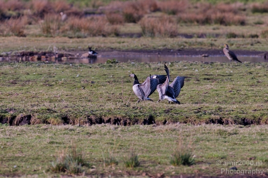 Gans_goose_nature_winter_north_holland_Landscape_Photography_029_Canon_EOS_5D_Mark_IV.JPG
