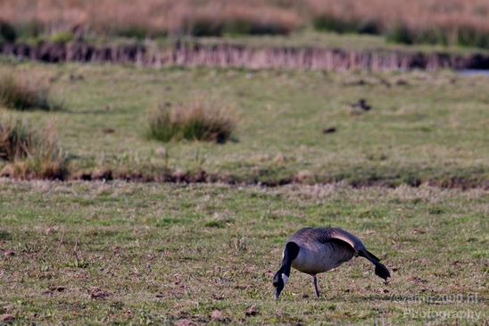 Gans_goose_nature_winter_north_holland_Landscape_Photography_030_Canon_EOS_5D_Mark_IV.JPG
