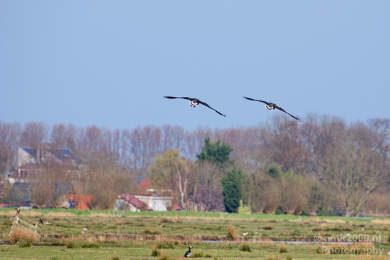Gans_goose_nature_winter_north_holland_Landscape_Photography_032_Canon_EOS_5D_Mark_IV.JPG