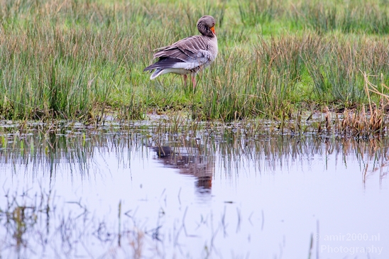 Gans_goose_nature_winter_north_holland_Landscape_Photography_033_Canon_EOS_5D_Mark_IV.JPG