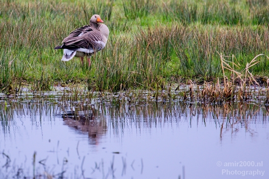 Gans_goose_nature_winter_north_holland_Landscape_Photography_034_Canon_EOS_5D_Mark_IV.JPG