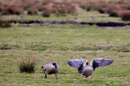Gans_goose_nature_winter_north_holland_Landscape_Photography_035_Canon_EOS_5D_Mark_IV.JPG