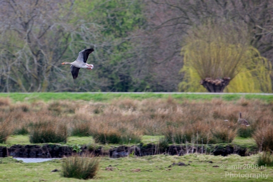 Gans_goose_nature_winter_north_holland_Landscape_Photography_036_Canon_EOS_5D_Mark_IV.JPG