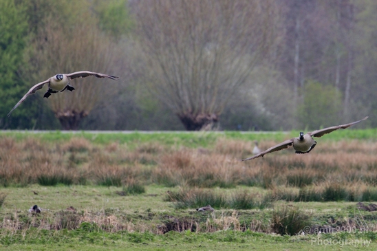 Gans_goose_nature_winter_north_holland_Landscape_Photography_037_Canon_EOS_5D_Mark_IV.JPG