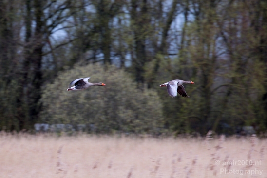 Gans_goose_nature_winter_north_holland_Landscape_Photography_039_Canon_EOS_5D_Mark_IV.JPG