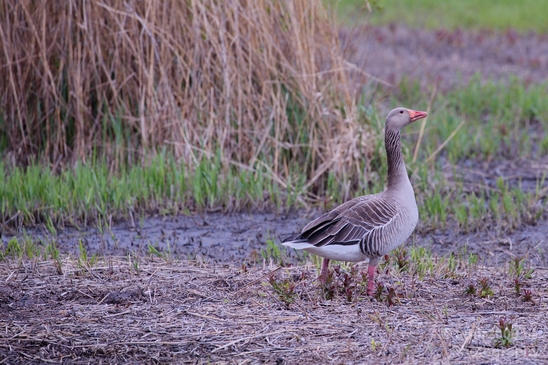 Gans_goose_nature_winter_north_holland_Landscape_Photography_040_Canon_EOS_5D_Mark_IV.JPG