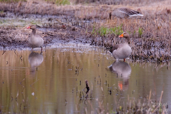 Gans_goose_nature_winter_north_holland_Landscape_Photography_041_Canon_EOS_5D_Mark_IV.JPG