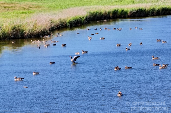 Gans_goose_nature_winter_north_holland_Landscape_Photography_042_Canon_EOS_5D_Mark_IV.JPG