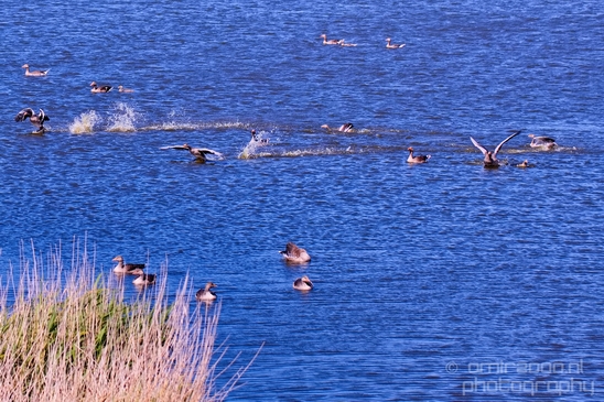 Gans_goose_nature_winter_north_holland_Landscape_Photography_043_Canon_EOS_5D_Mark_IV.JPG