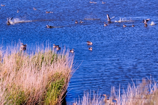 Gans_goose_nature_winter_north_holland_Landscape_Photography_044_Canon_EOS_5D_Mark_IV.JPG