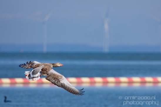 Gans_goose_nature_winter_north_holland_Landscape_Photography_045_Canon_EOS_5D_Mark_IV.JPG