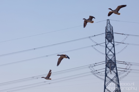 Gans_goose_nature_winter_north_holland_Landscape_Photography_046_Canon_EOS_5D_Mark_IV.JPG