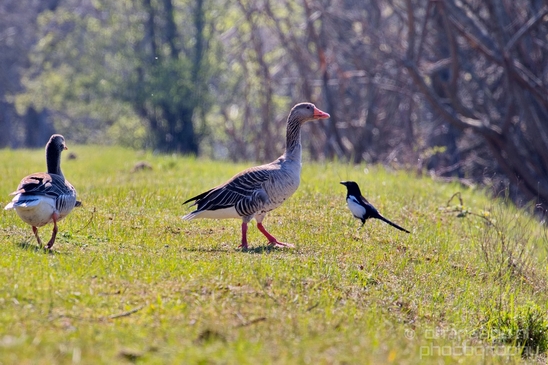 Gans_goose_nature_winter_north_holland_Landscape_Photography_047_Canon_EOS_5D_Mark_IV.JPG